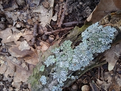 Parmelioideae