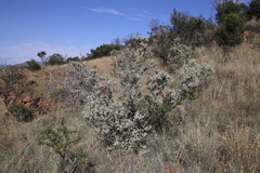 Buddleja glomerata