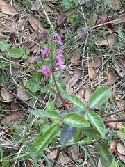 Desmodium incanum image