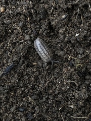 Armadillidium nasatum
