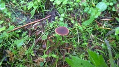 Macrocystidia cucumis
