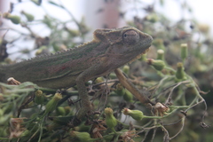 Bradypodion thamnobates