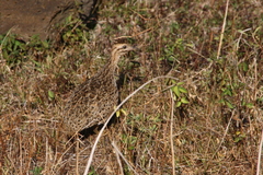 Nothoprocta perdicaria