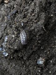 Armadillidium nasatum