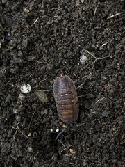 Porcellio scaber