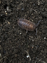 Porcellio scaber