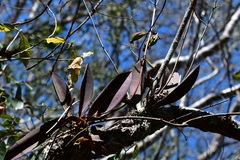 Trichocentrum andreanum