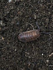 Porcellio scaber