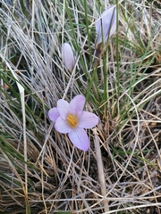 Crocus carpetanus