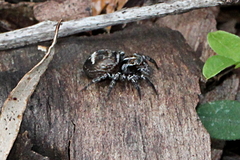 Saitis virgatus