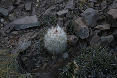 Oreocereus trollii
