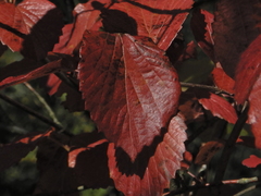 Viburnum ellipticum