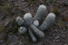 Oreocereus trollii