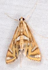 Margarosticha