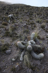 Oreocereus trollii