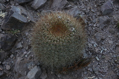 Lobivia korethroides