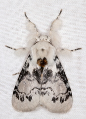 Iropoca rotundata