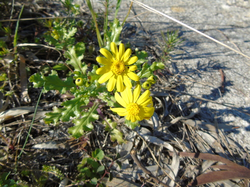 Senecio vernalis iNat (2)