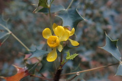 Berberis haematocarpa