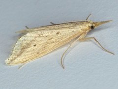 Donacaula longirostrallus