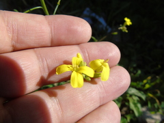Bunias erucago