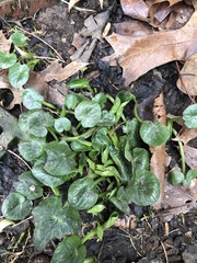 Ficaria verna