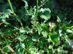 Bunias erucago