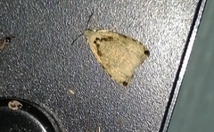 Olethreutes exoletum