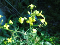 Bunias erucago