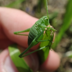 Odontura glabricauda