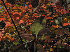 Viburnum ellipticum
