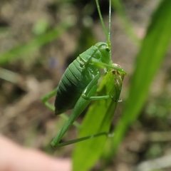 Odontura glabricauda