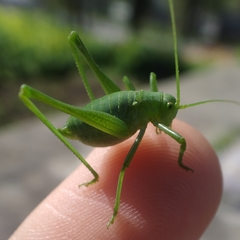 Odontura glabricauda