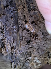 Auturus louisianus phanus