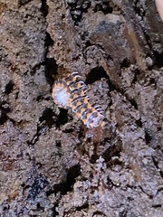 Auturus louisianus phanus