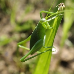 Odontura glabricauda