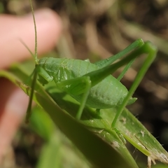 Odontura glabricauda