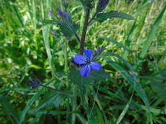 Lunaria annua pachyrrhiza