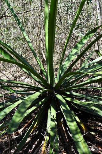Furcraea cabuya