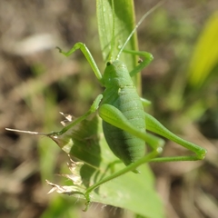Odontura glabricauda