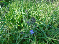 Lunaria annua pachyrrhiza