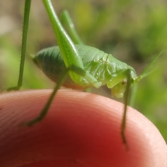 Odontura glabricauda