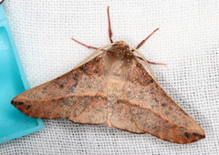 Antictenia punctunculus