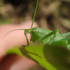 Odontura glabricauda