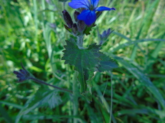 Lunaria annua pachyrrhiza