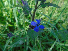 Lunaria annua pachyrrhiza