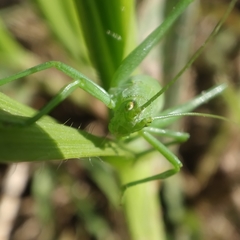Odontura glabricauda