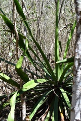 Furcraea cabuya