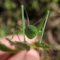 Odontura glabricauda