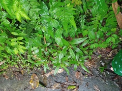 Ageratina riparia